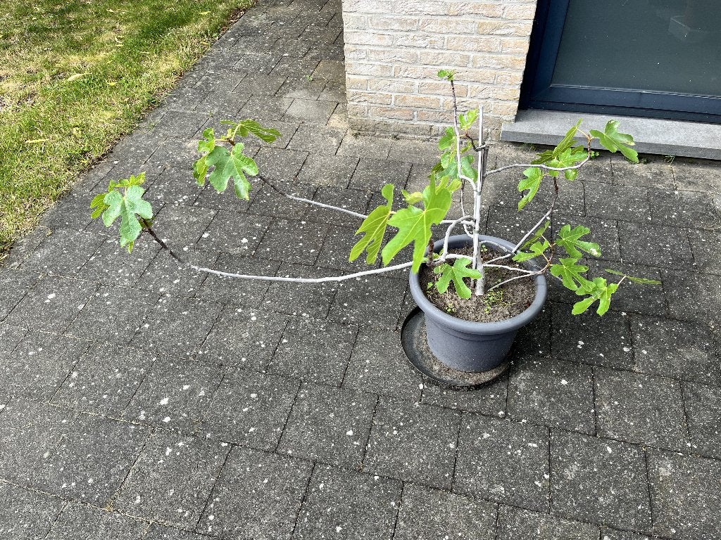 Vijgenboompje, Tuin en Terras, Ophalen