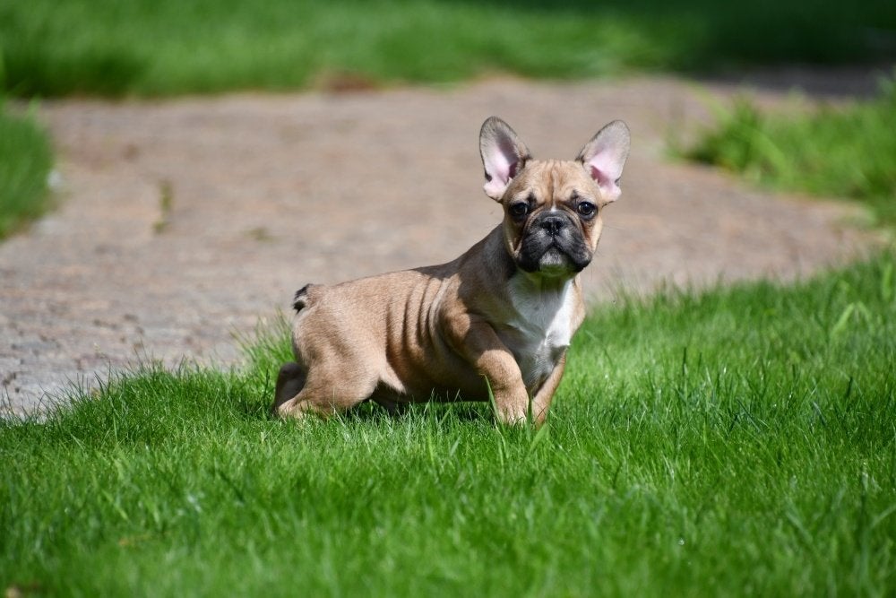 Chiots bouledogue français à vendre - belge, Maladie de Carré (chiens), Bouledogue, Plusieurs, Belgique