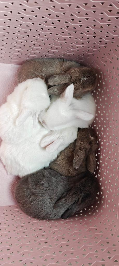 Prachtig nestje Minilops, Dieren en Toebehoren, Konijnen, Meerdere dieren, Klein, Hangoor, 0 tot 2 jaar