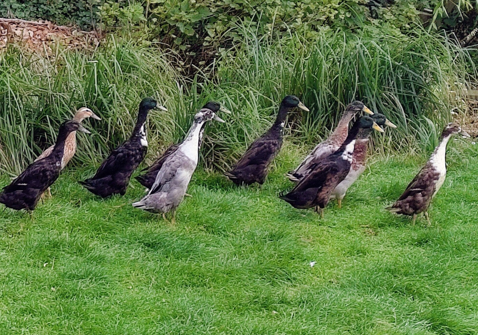 canards coureurs indien, Enlèvement