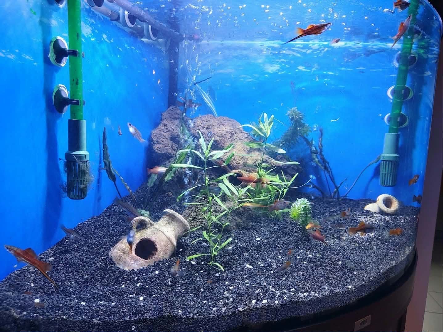 Aquarium, Animaux & Accessoires