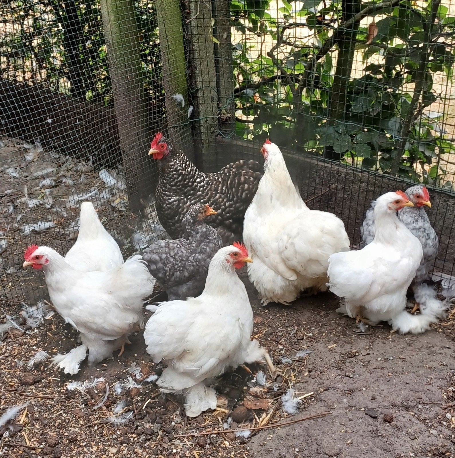 cochin krielen, Dieren en Toebehoren