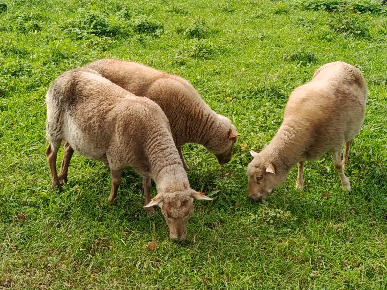 drie overjaarse ooien, lakense schapen, Animaux & Accessoires