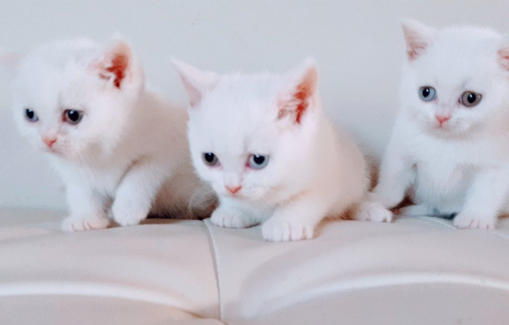 Chatons britanniques à poil court., Chat, Avec puce électronique, 0 à 2 ans