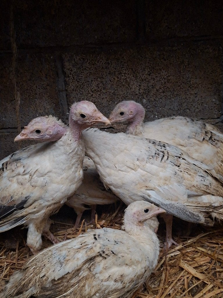 Kalkoenen te koop, Dieren en Toebehoren, Geslacht onbekend, Kalkoen