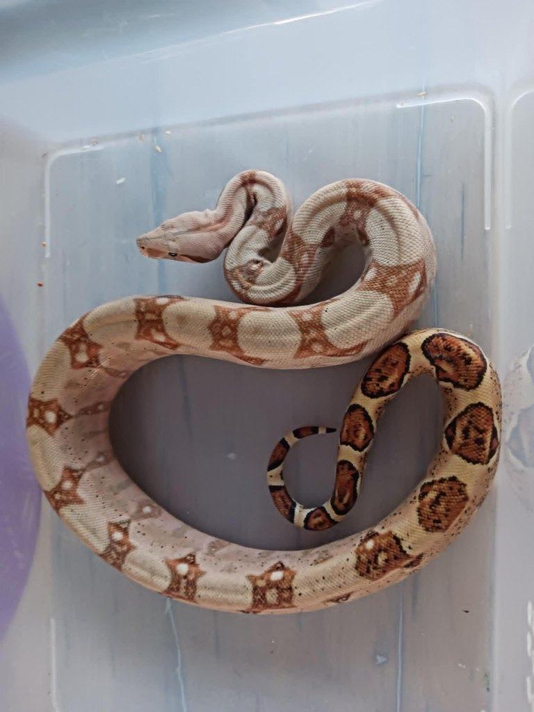 boa, Dieren en Toebehoren, Reptielen en Amfibieën, Slang, 0 tot 2 jaar
