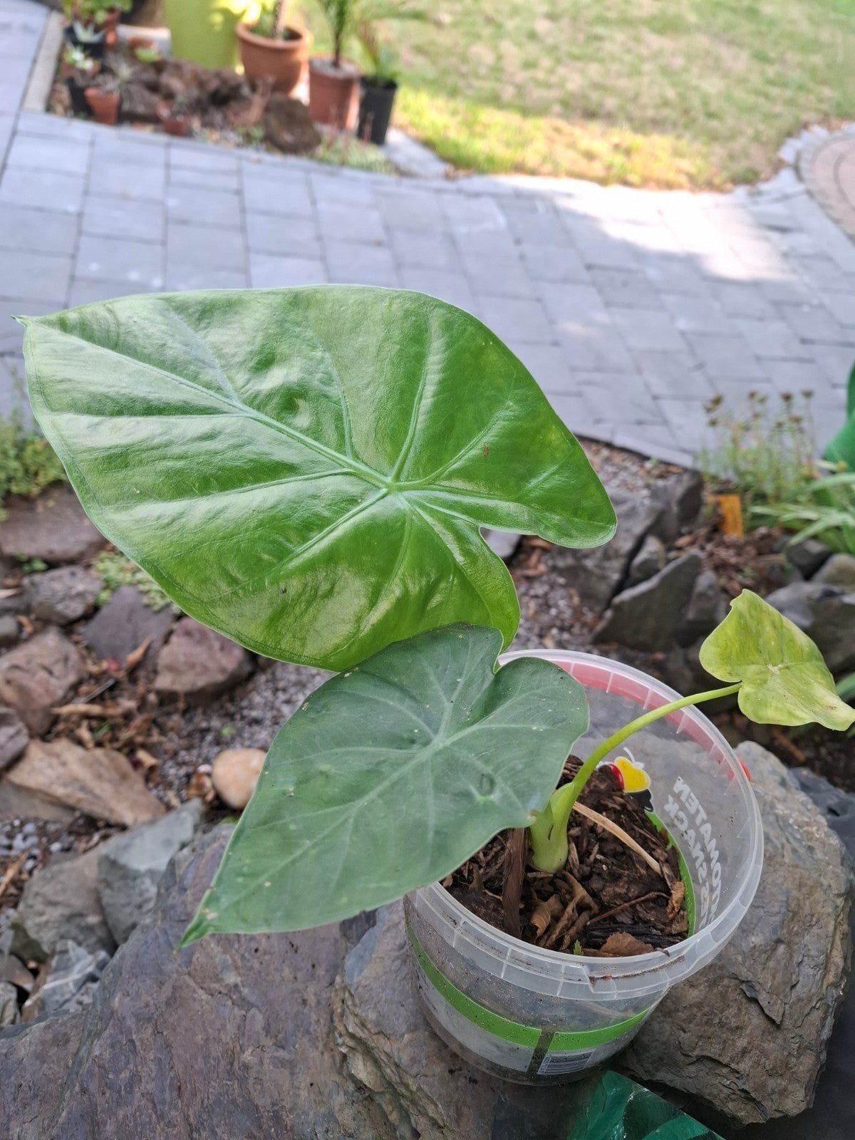 Olifanten Oren (Alocasia Calidora), Huis en Inrichting, Kamerplanten, 100 tot 150 cm, Overige soorten, In pot, Groene kamerplant