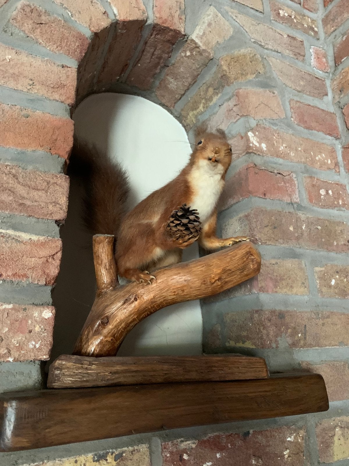 Opgezette eekhoorn op houten standaard – vintage taxidermie, Verzamelen, Ophalen, Zo goed als nieuw