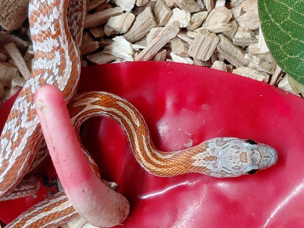 tesselles hypo sunkissed, Animaux & Accessoires, Serpent, 0 à 2 ans