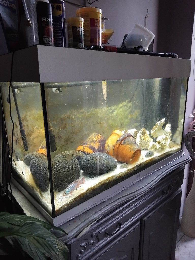 Aquarium  juwel  180 l 2025 plus pompe cristalprofil, Ophalen, Pomp, Zo goed als nieuw, Juwel