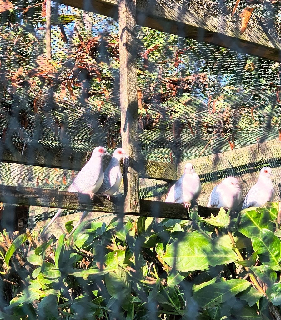 witstuutdiamantduifjes, Meerdere dieren