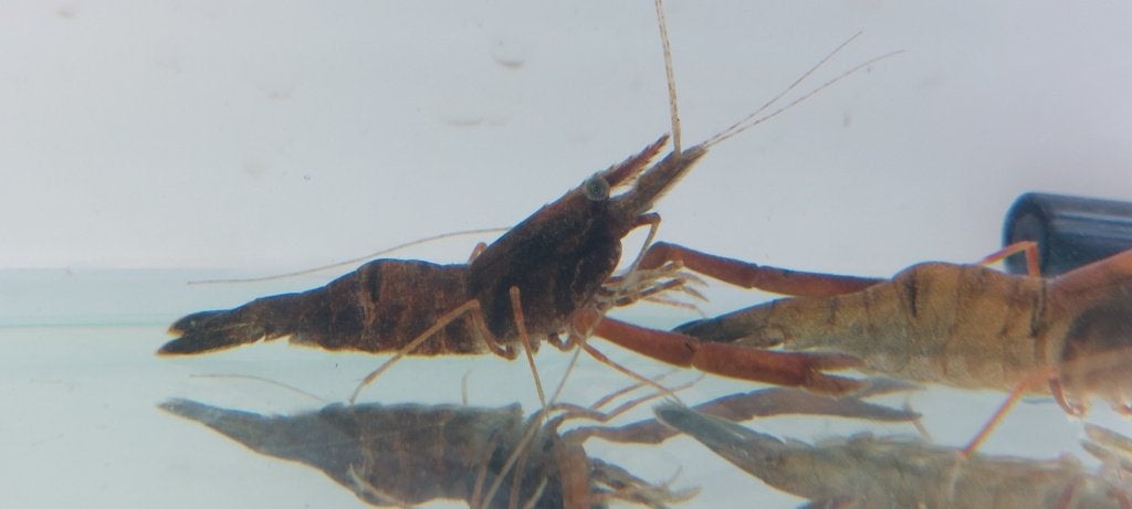 Koppel volwassen langschaargarnalen, Homard, Crabe ou Crevette, Poisson d'eau douce