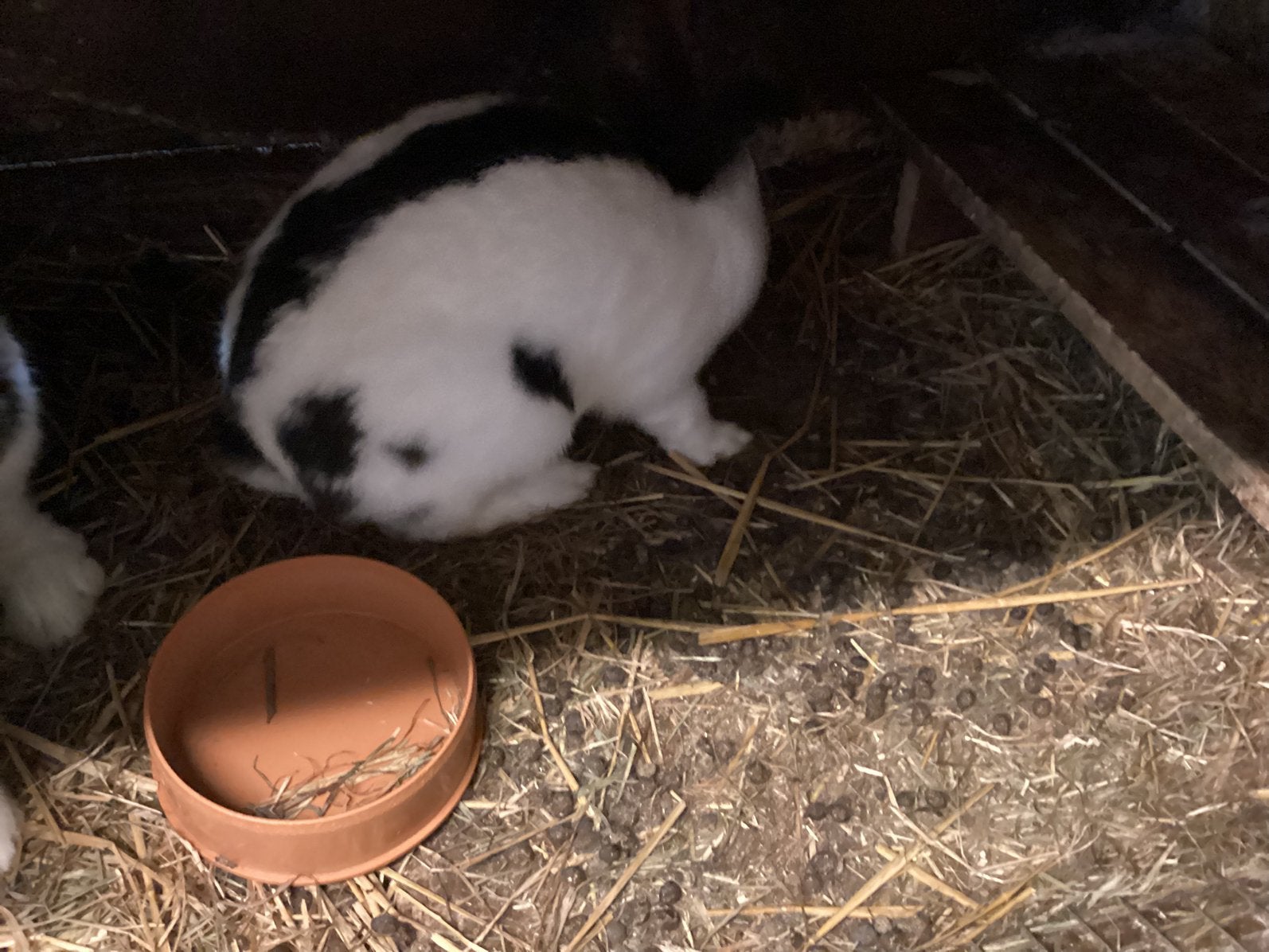 Reuzevlinder, Femelle, Grand, 0 à 2 ans