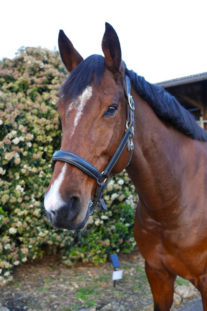 Top merrie met veel bloed., Merrie, Springpaard, Met stamboom