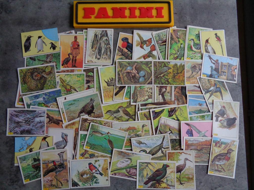AUTOCOLLANTS PANINI OISEAUX  94X   images, Enlèvement ou Envoi