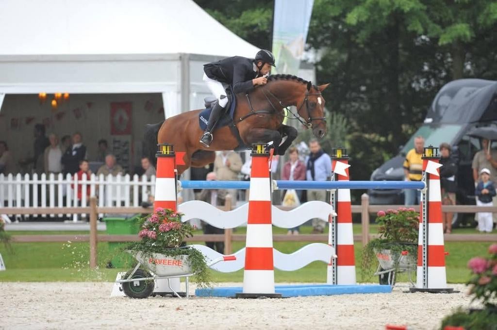 Wunderboy vd zuuthoeve(diepvriessperma) volle broer thunder, Animaux & Accessoires, Chevaux, Étalon