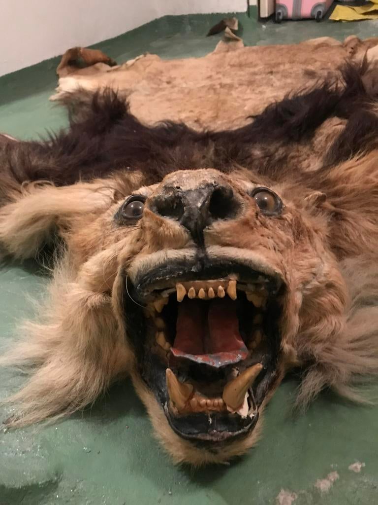 Peau de lion, tête, pattes et queue complètes., Enlèvement ou Envoi, Animal de ferme, Animal empaillé