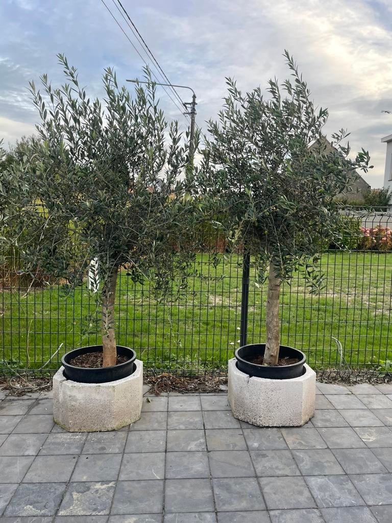 2 olijfbomen met stamomtrek 25-30cm, Tuin en Terras, Planten | Bomen, Ophalen
