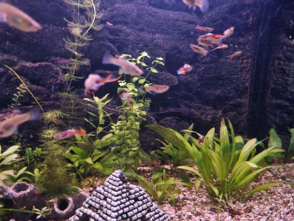 Guppy endler adultes 10+2 gratuit, Animaux & Accessoires, Poisson, Poisson d'eau douce