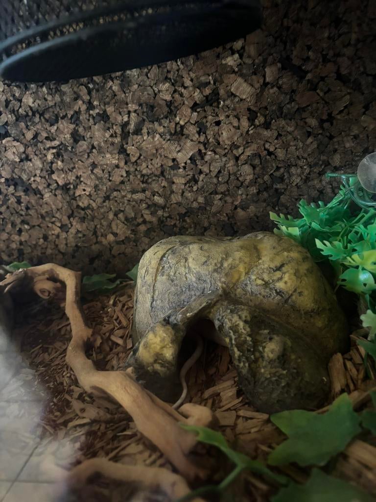 2 korenslangen met 2 terrariums, Dieren en Toebehoren, Reptielen en Amfibieën, Slang, 3 tot 6 jaar, Met terrarium