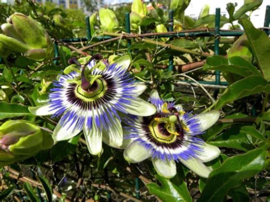 Passiflora, Ophalen of Verzenden
