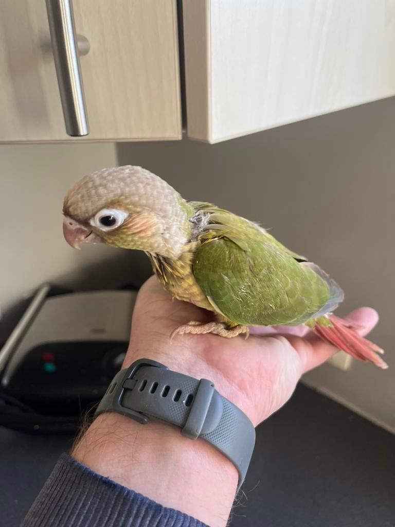 Jonge handtamme pyrrhura., Geslacht onbekend, Parkiet, Geringd