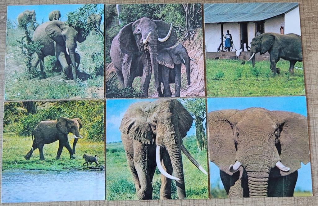 6 Côte d'Or verzamelprenten: De olifant in woord en beeld, Enlèvement ou Envoi, Utilisé, Animal, Gravure