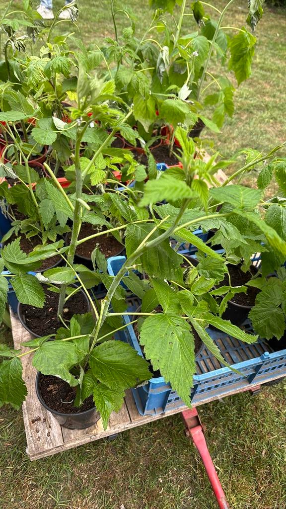 Frambozen planten, Ophalen, Zomer, Vaste plant, Fruitplanten
