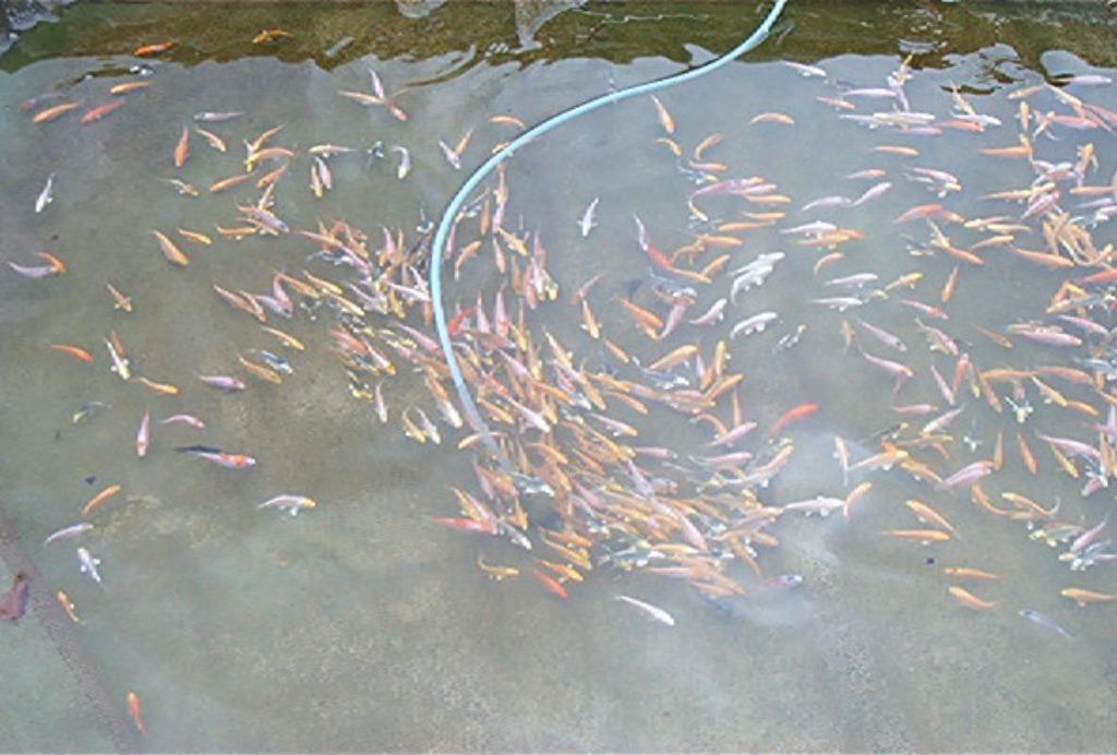 baby koi van 7/10 cm vanaf 2,40 €/stuk., Dieren en Toebehoren, Vissen | Vijvervissen, Karper of Koi