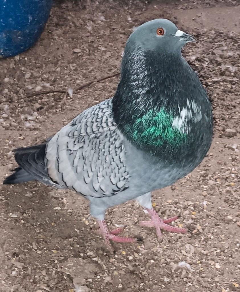 Grote sierduiven, Dieren en Toebehoren, Vogels | Duiven, Mannelijk, Overige soorten