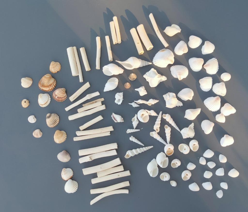 100 Beaux Coquillages différents en blanc, Enlèvement ou Envoi, Coquillage(s)