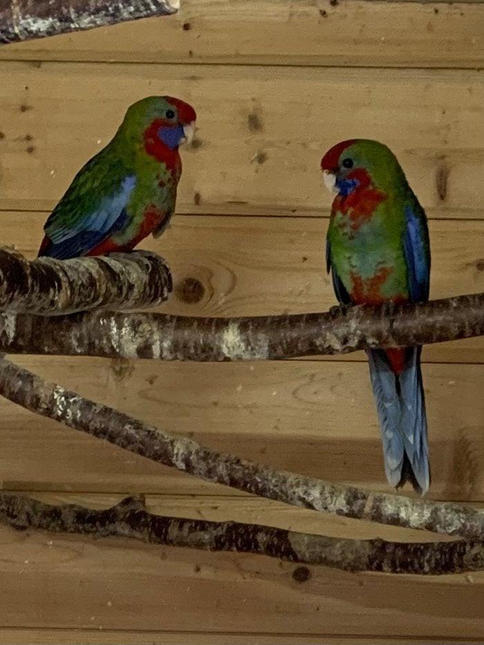 Pennant rosella parkieten, Dieren en Toebehoren