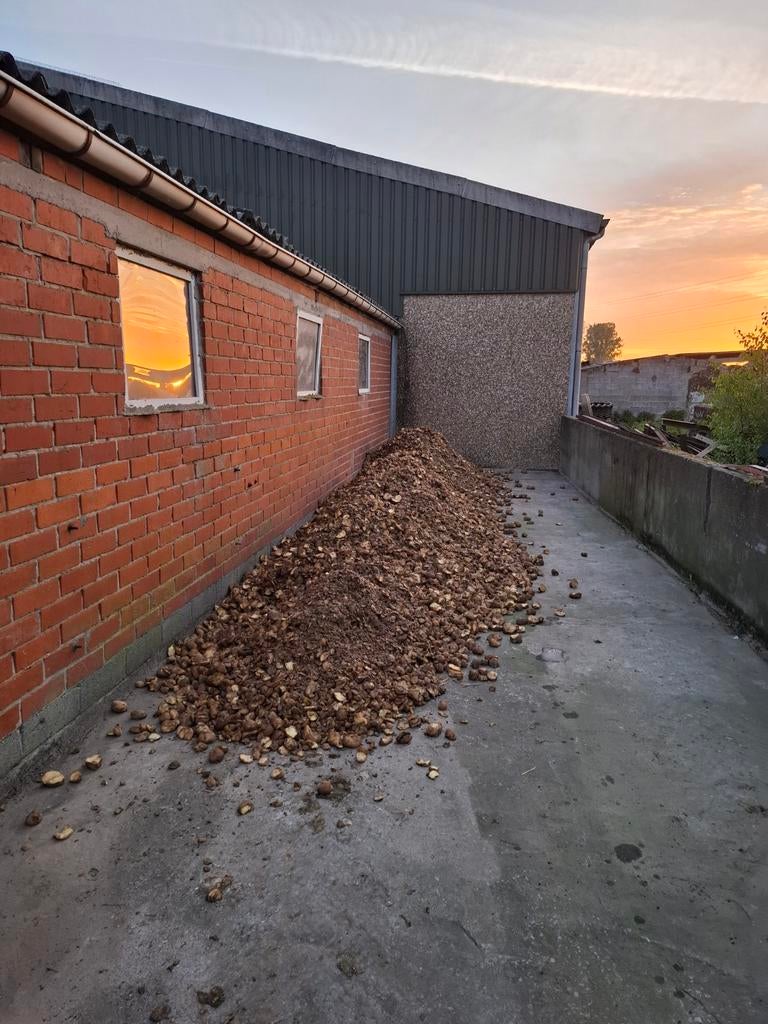 Voederaardappelen, Ophalen