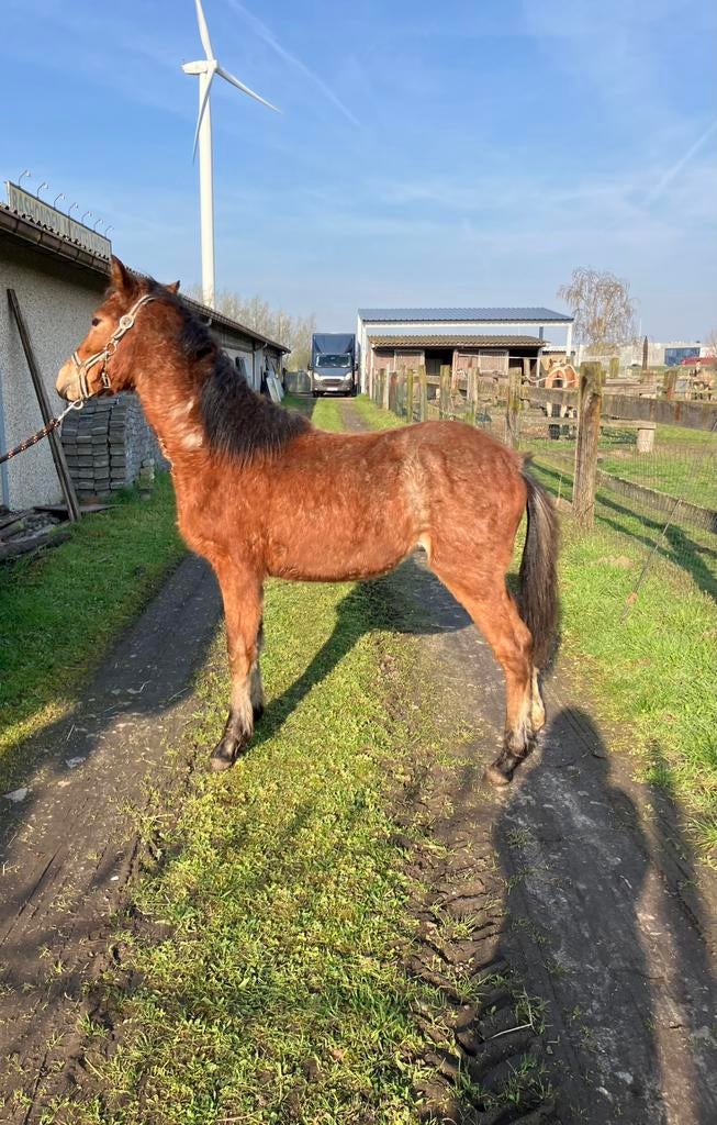 Springpony’s, Springpony