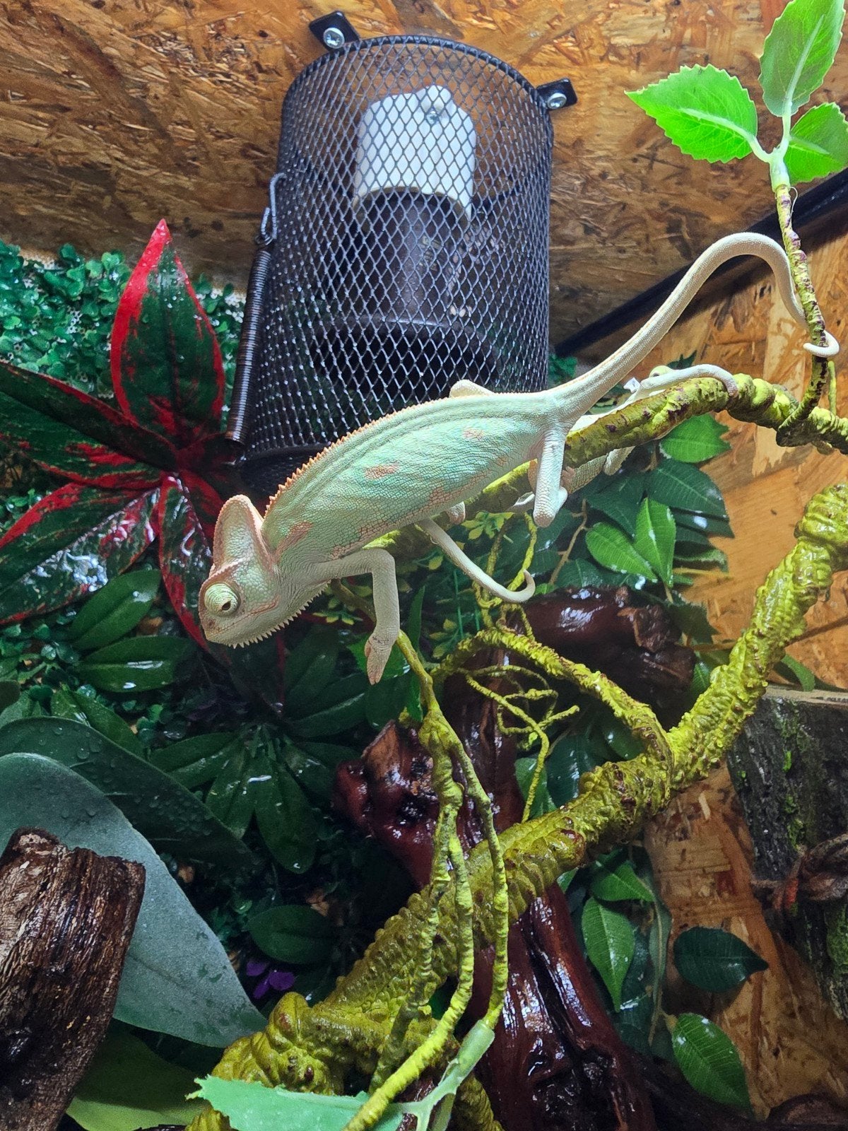 JONGE JEMENKAMELEONS

Chamaeleo calyptratus – Nederlandse na