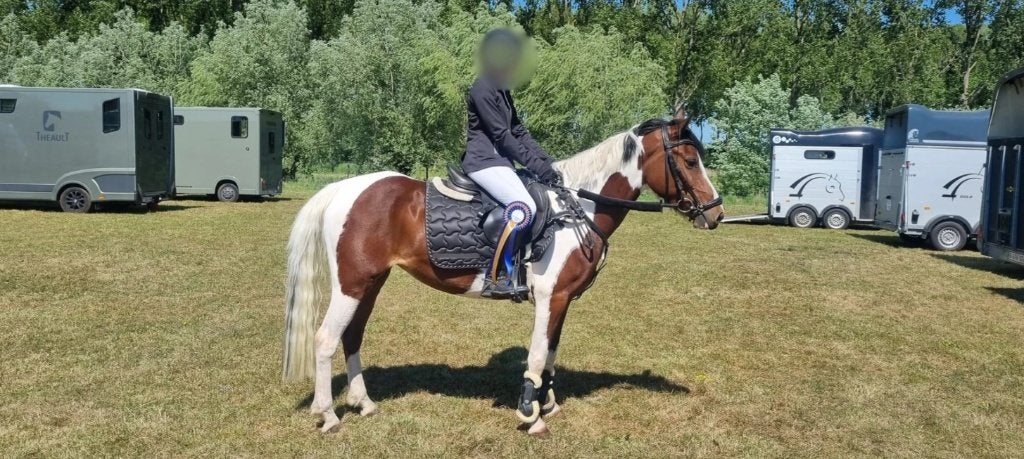 Pony te koop, Vermifugé, Poney C (1.27 m à 1.37m), Poney de récréation, Ne s'applique pas
