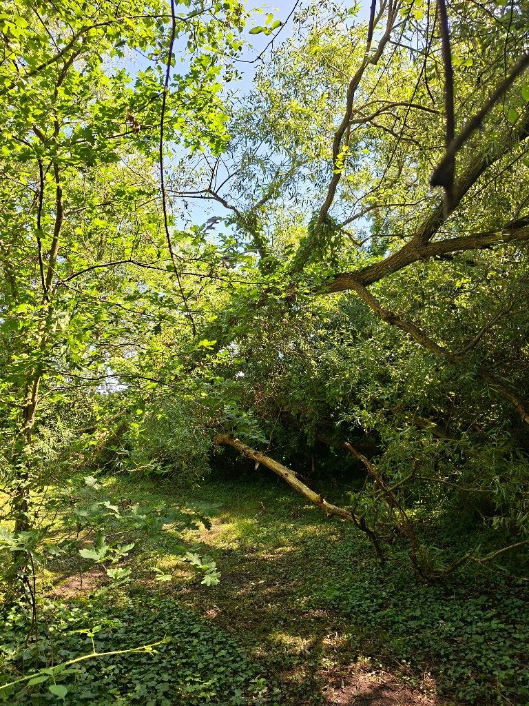 bomen vellen voor het hout, Tuin en Terras, Brandhout, 3 tot 6 m³, Ophalen, Overige houtsoorten, Stammen