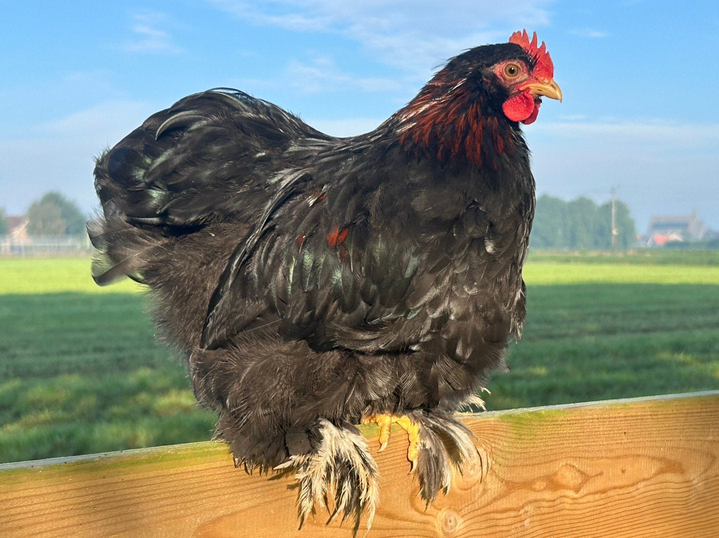 Cochin kriel zwart split choco haantjes, Dieren en Toebehoren, Mannelijk, Kip