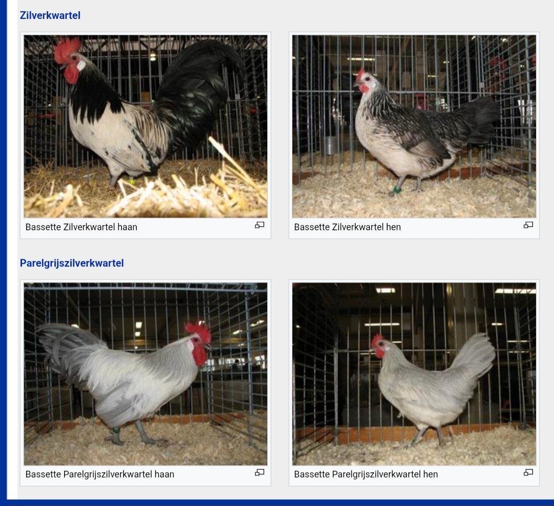 raszuivere bassette hennen en haantjes, Plusieurs animaux, Poule ou poulet