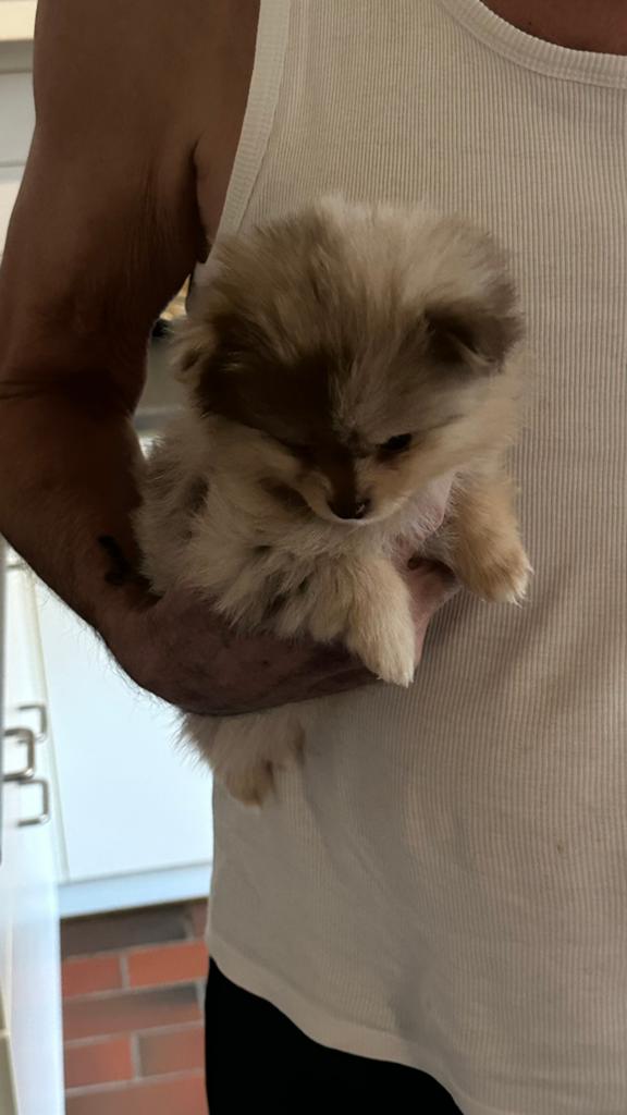 2 prachtige teefjes en 1 reutje zoeken hun forever home, Particulier, Loulou, 8 à 15 semaines, Plusieurs