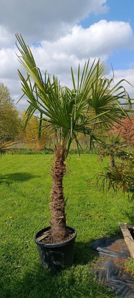 Trachycarpus Fortunei palmboom, Tuin en Terras, Ophalen of Verzenden, Winter, Palmboom