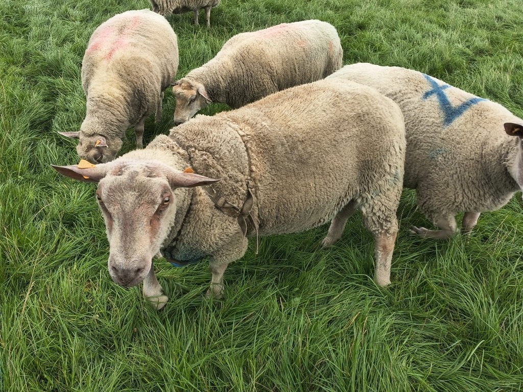 Dekram zuiver charollais, Mannelijk, Schaap, 0 tot 2 jaar