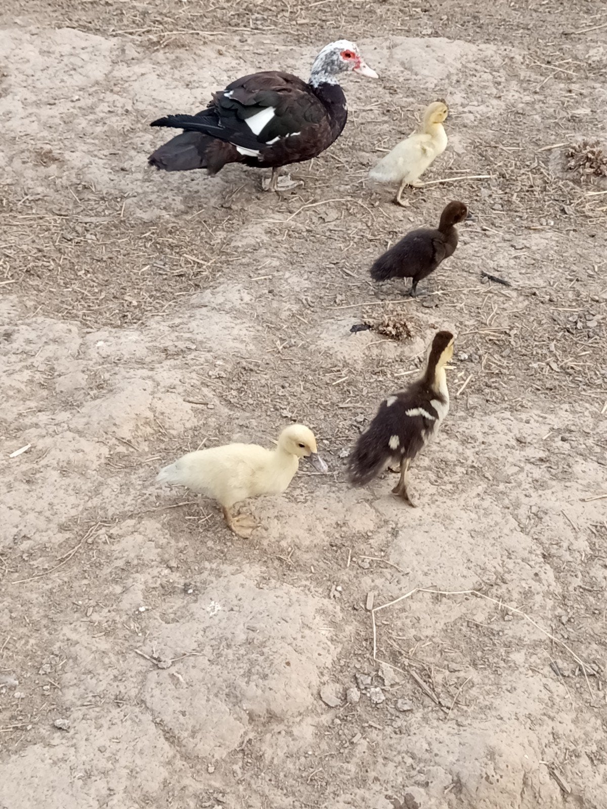 Canards Barberie