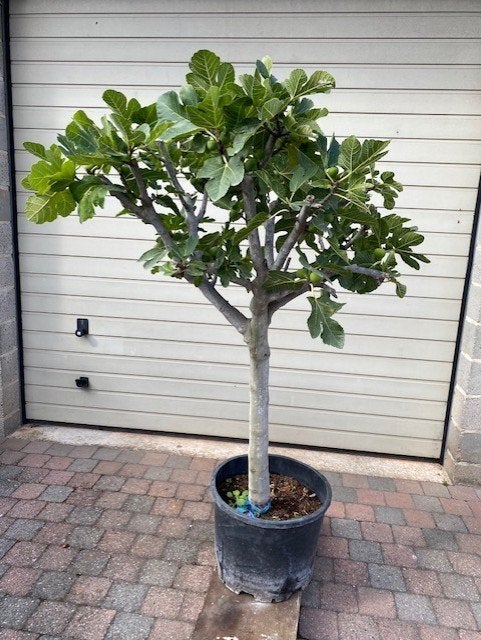 Vijgenboom Ficus Carica winterhard, Ophalen, 100 tot 250 cm, Vijgenboom
