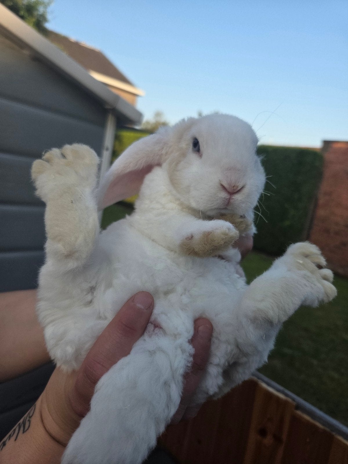 Broertje en zusje 8 weken, Dieren en Toebehoren, Konijnen, Hangoor