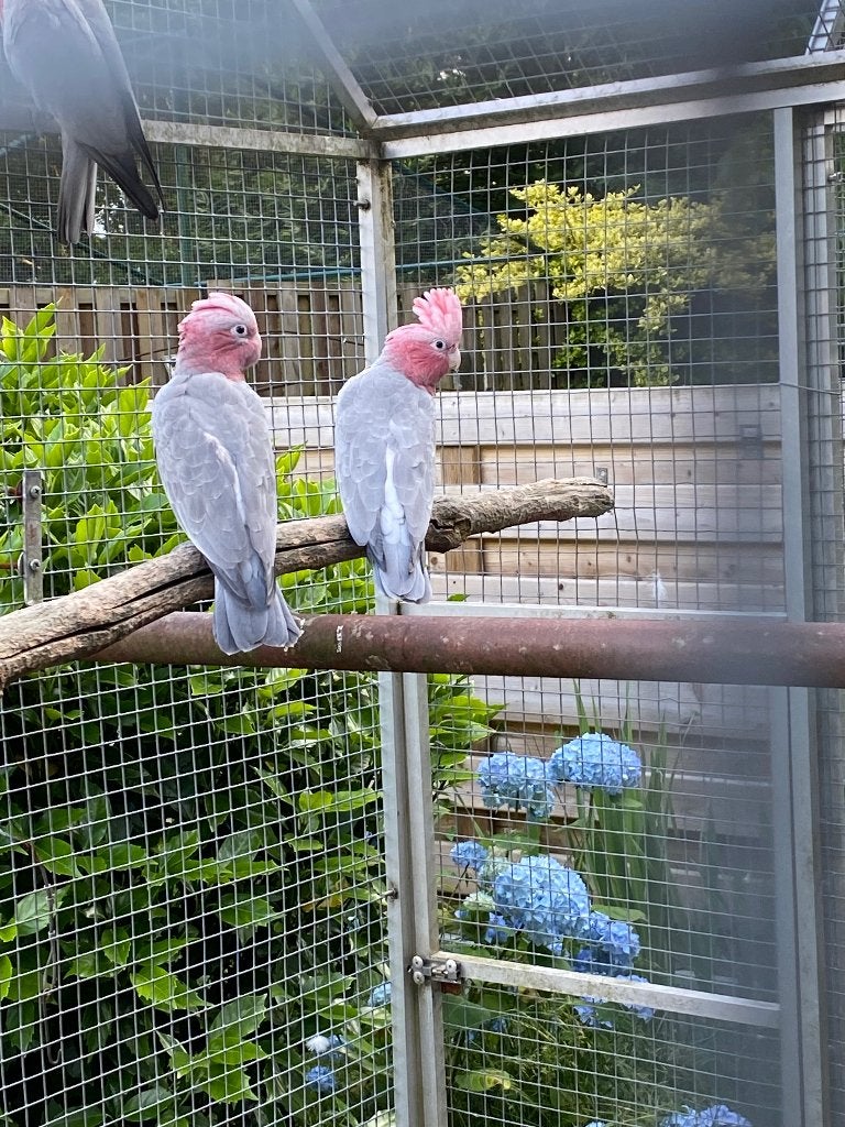 Rosé kaketoe's, Femelle, Perroquet, Bagué