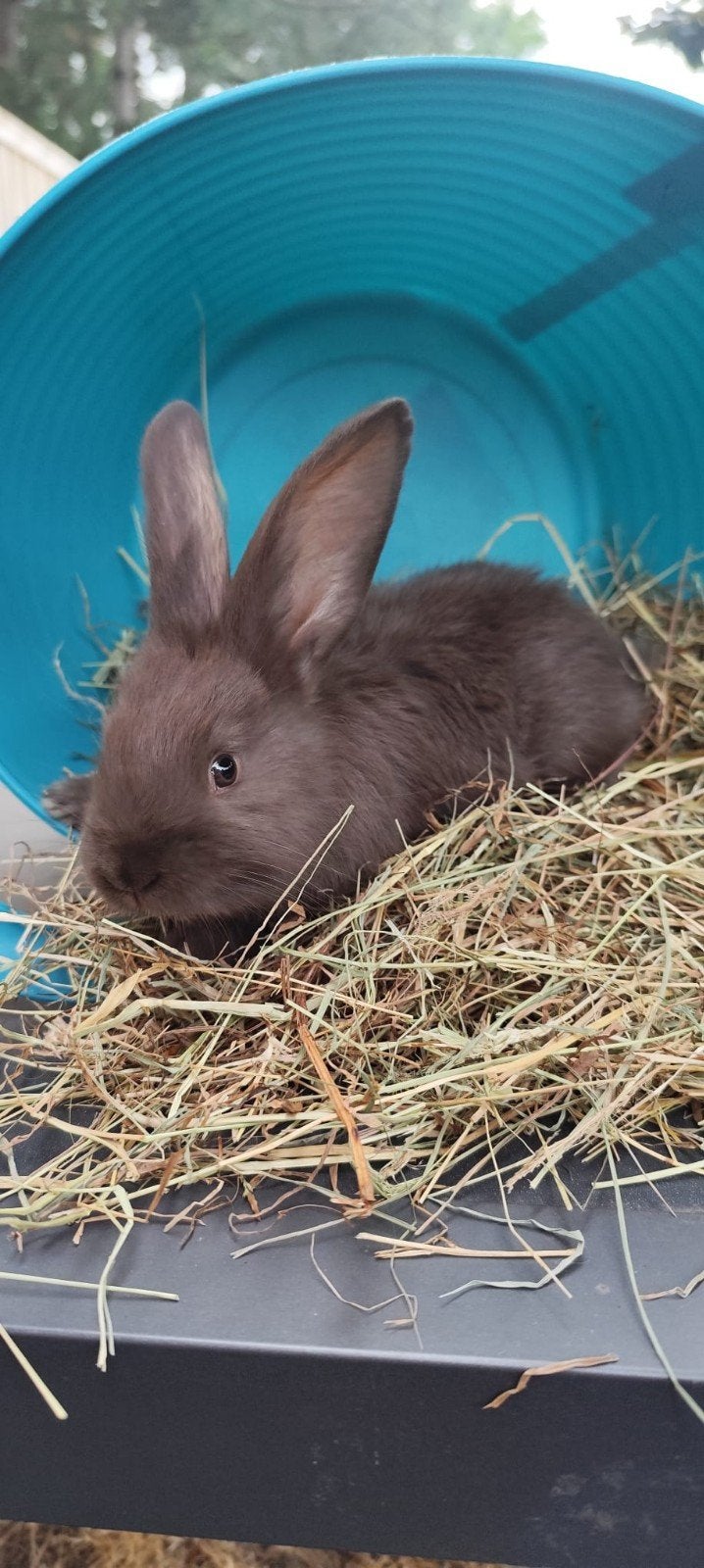 Prachtige Duitse Reus voedstertje 3, Dieren en Toebehoren, Vrouwelijk, Groot, 0 tot 2 jaar