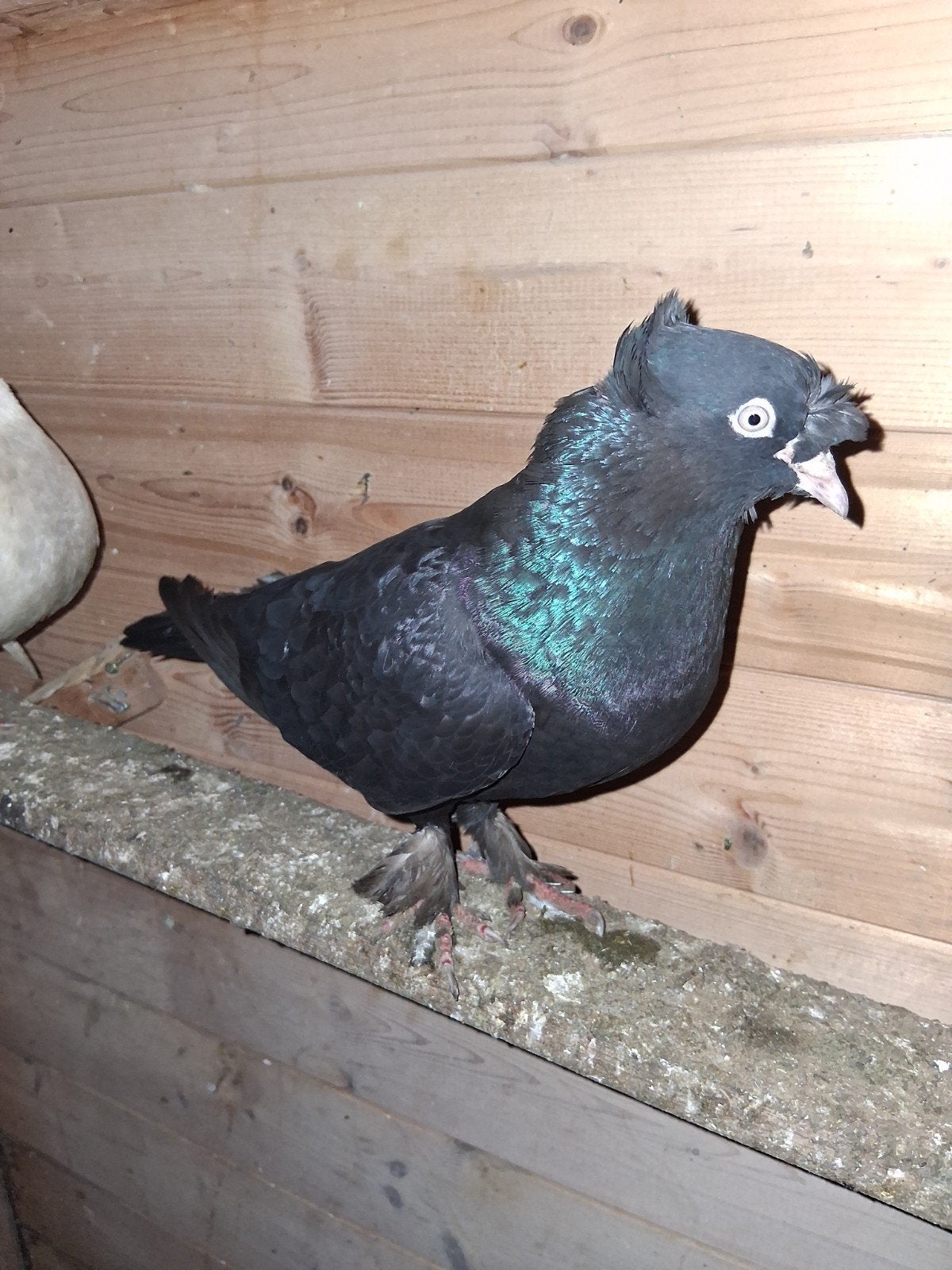 Takla ozbek zwart en post duiven, Dieren en Toebehoren, Ophalen of Verzenden