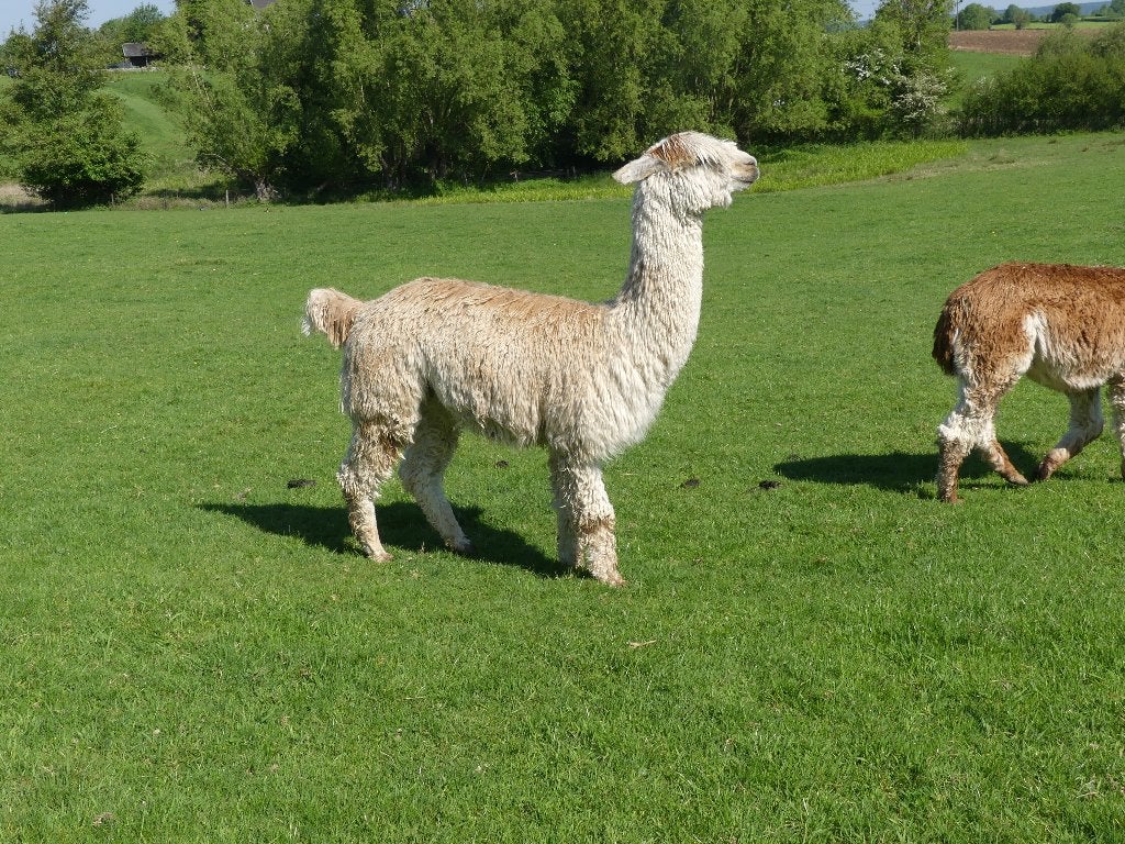 Alpaca Dekhengst Suri, Dieren en Toebehoren, Juni, Mannelijk