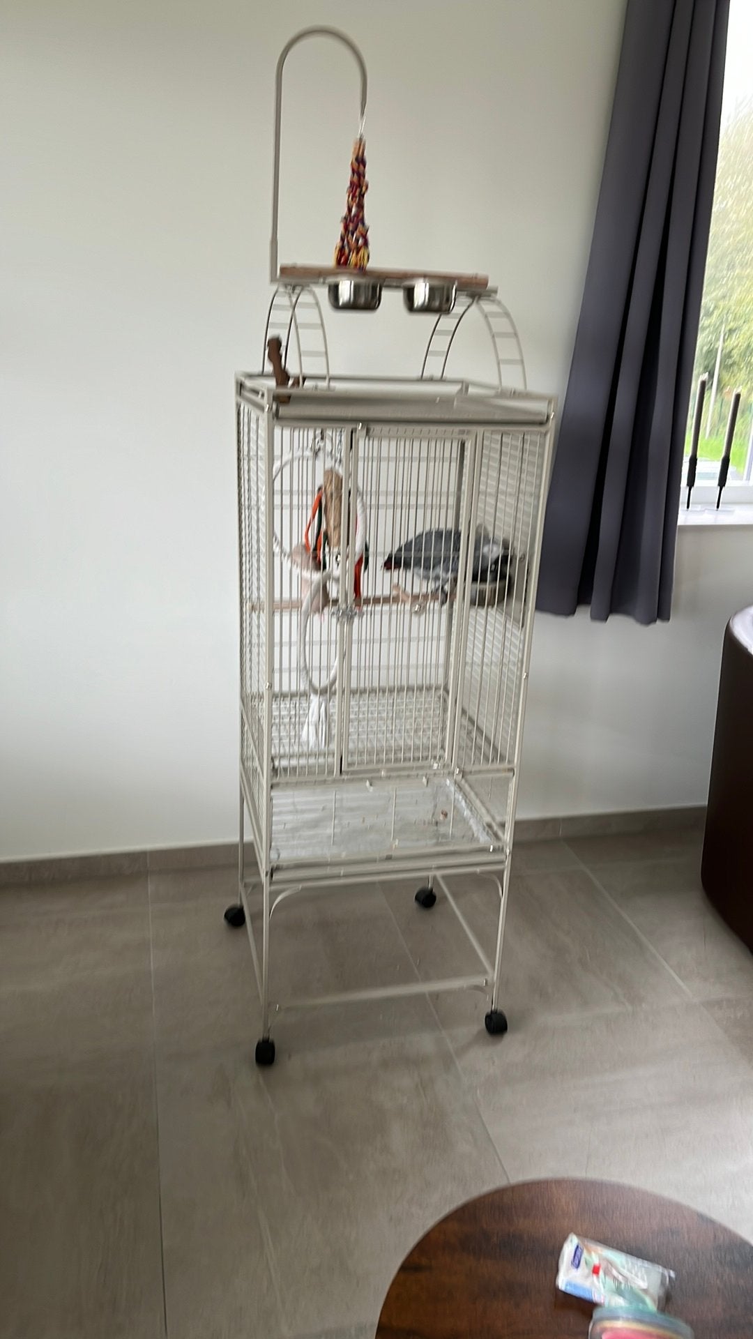 Grijze roodstaart papegaai met kooi en toebehoren, Enlèvement, Comme neuf, Oiseaux